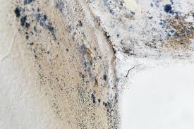 Why You Should Choose Our Mold Remediation Services in Ottawa, IL